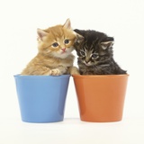 Orange and Tabby Kittens in Flower Pots