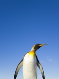 King Penguin Alert and Watchful