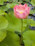 Lotus Bloom