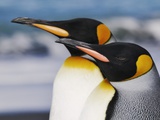 King Penguins Gazing Ahead