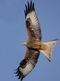 Red Kite in Flight