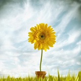 Buy Sunflower growing out of a pot at AllPosters.com