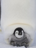 Emperor Penguin Chick on Mother