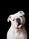 White bulldog