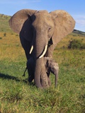 African Elephant with Calf in Grass