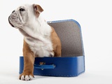 English Bulldog Puppy Sitting in a Lunch Box