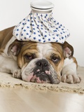 Buy Bulldog with an icepack on head at AllPosters.com