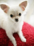 Chihuahua Sitting on Red Cushion