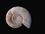 Ammonite Fossil