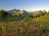 Wildflowers and Tatoosh Range
