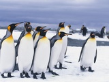 King Penguins