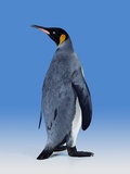 King Penguin