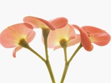 Buy Flowers at AllPosters.com