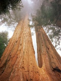 Buy Lost Grove in Sequoia National Park at AllPosters.com