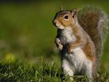 Alert Gray Squirrel
