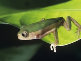 Green Frog on Leaf
