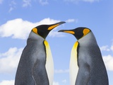 King Penguins