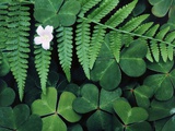 Buy Redwood Sorrel and Bracken Fern at AllPosters.com