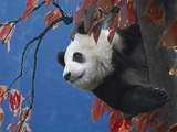 Giant Panda Climbing Tree
