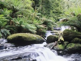 Rainforest Below Triplet Falls