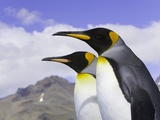 King Penguins