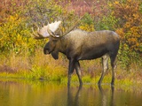 Moose Bull in Pond in Alaska