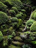 Footpath Through Garden