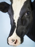 Cattle