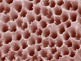 Underside of a Polypore Mushroom
