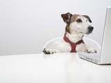 Dog in Front of Laptop at Desk