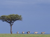 Zebras Walking Past Lone Tree