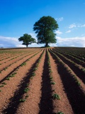 Buy Sycamore and Elm Tree in Potato Field at AllPosters.com