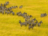 Zebra Herd in Masai Mara National Reserve