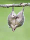 Buy Baby Opossum Hanging from Branch at AllPosters.com