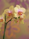 Orchid