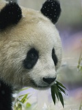 Giant Panda Eating Bamboo Leaves