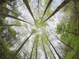 View Towards Sky in Forest