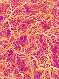 Blood Vessel Cast of Connective Tissue of a Rat