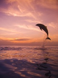 Buy Jumping Bottlenose Dolphin at AllPosters.com