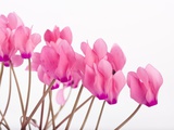 Pink Cyclamen