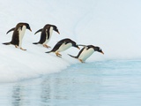 Buy Gentoo Penguins Contemplating Jumping into Gerlache Strait at AllPosters.com