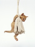 Orange Kitten Hanging from Tassel