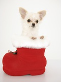 Chihuahua in Christmas Stocking