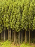 Koya Sugi Cedar Trees