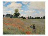Poppies