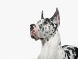 Buy Harlequin Great Dane at AllPosters.com