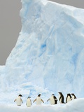 Buy Gentoo and Chinstrap Penguins on Iceberg in Gerlache Strait at AllPosters.com