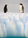 Buy Gentoo Penguins Standing on Ice Floe at AllPosters.com