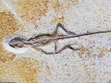 Buy Lizard Fossil from Solnhofen Limestone Formation at AllPosters.com