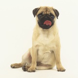 Pug Puppy Sticking out Tongue